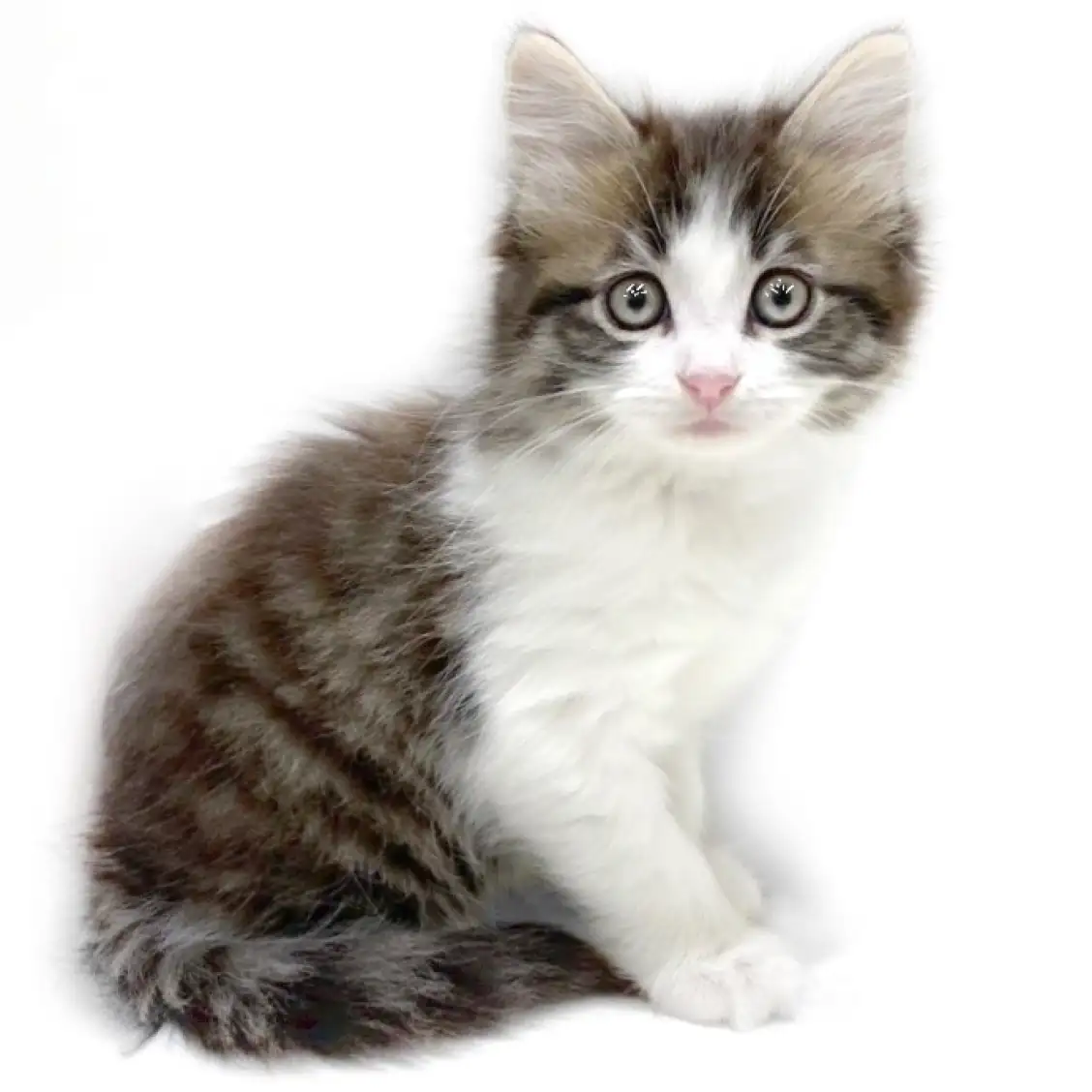 ノルウェージャンフォレストキャット