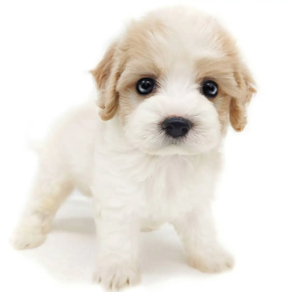 MIX(キャバリアキングチャールズスパニエル×ビションフリーゼ)