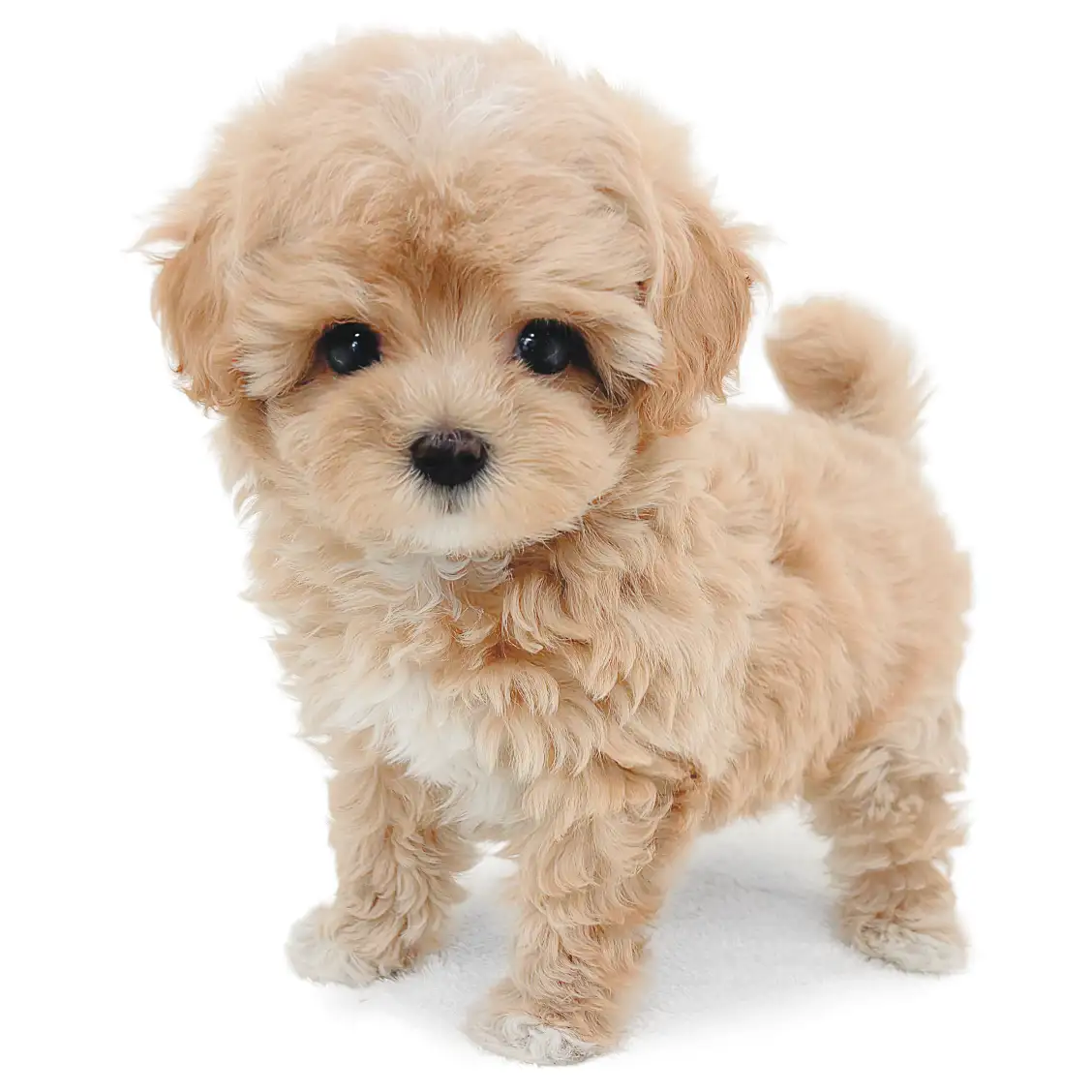 MIX(トイプードル×マルチーズ)