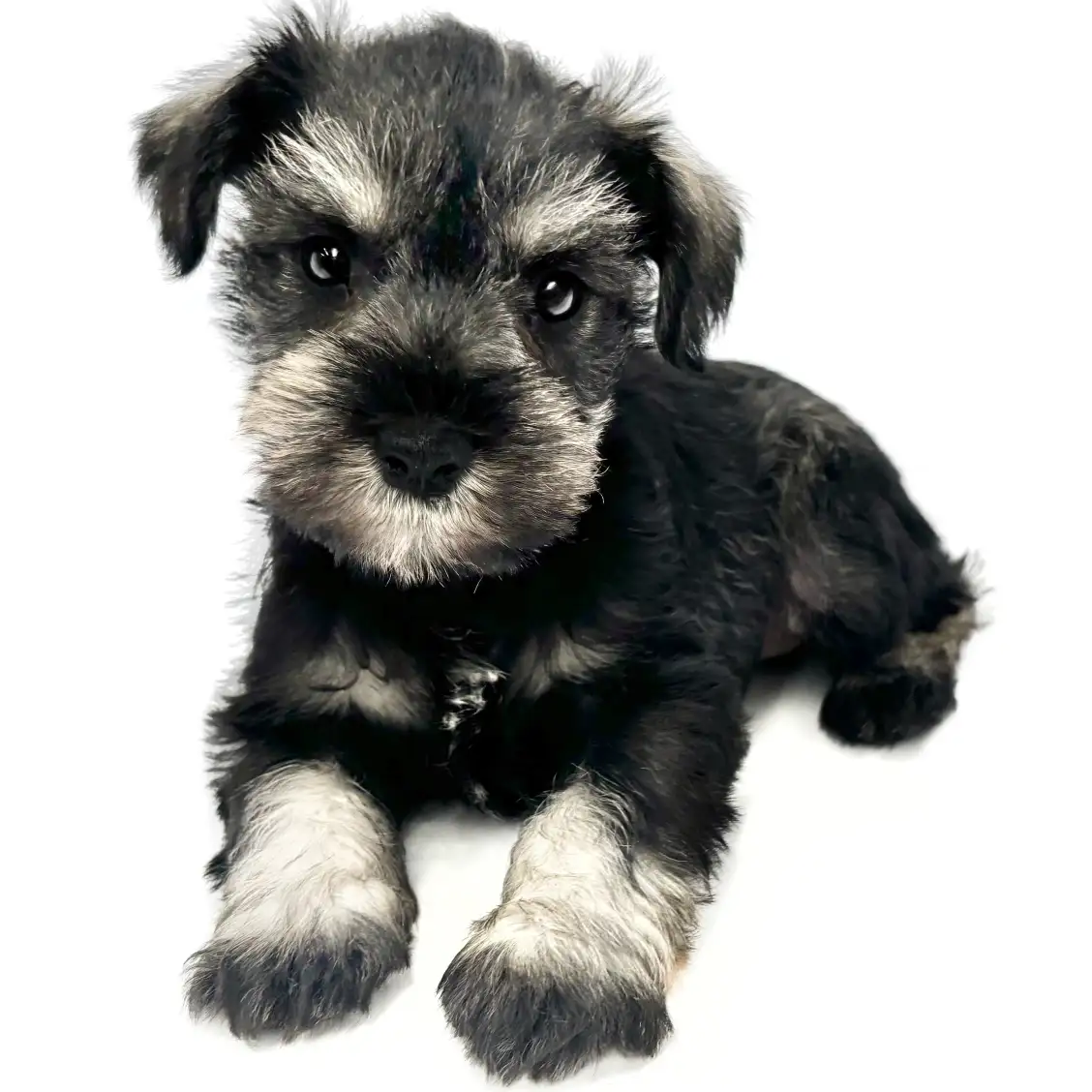 ミニチュア・シュナウザー