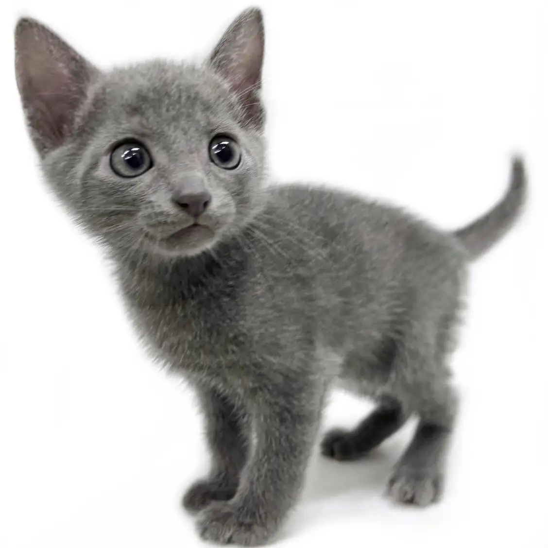 ロシアンブルー