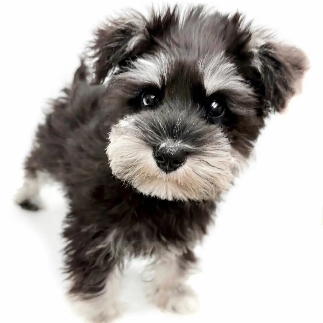 ミニチュア・シュナウザー