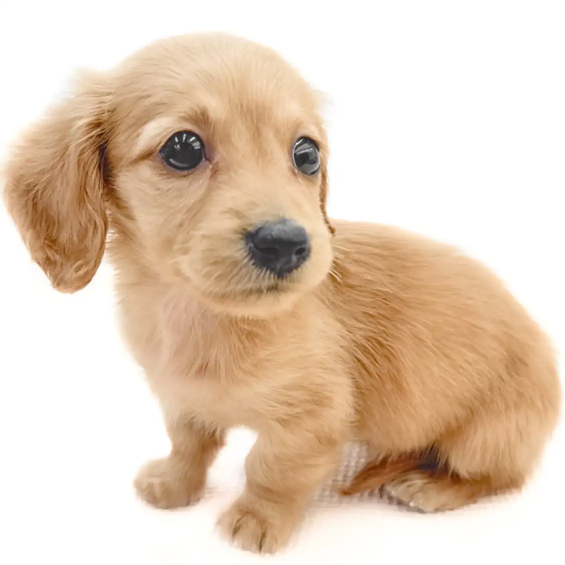 ミニチュア・ダックスフント