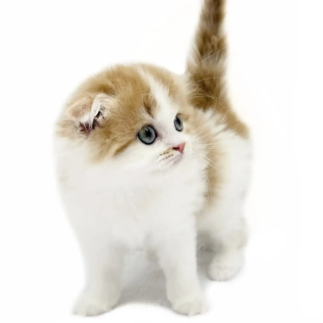 スコティッシュフォールド