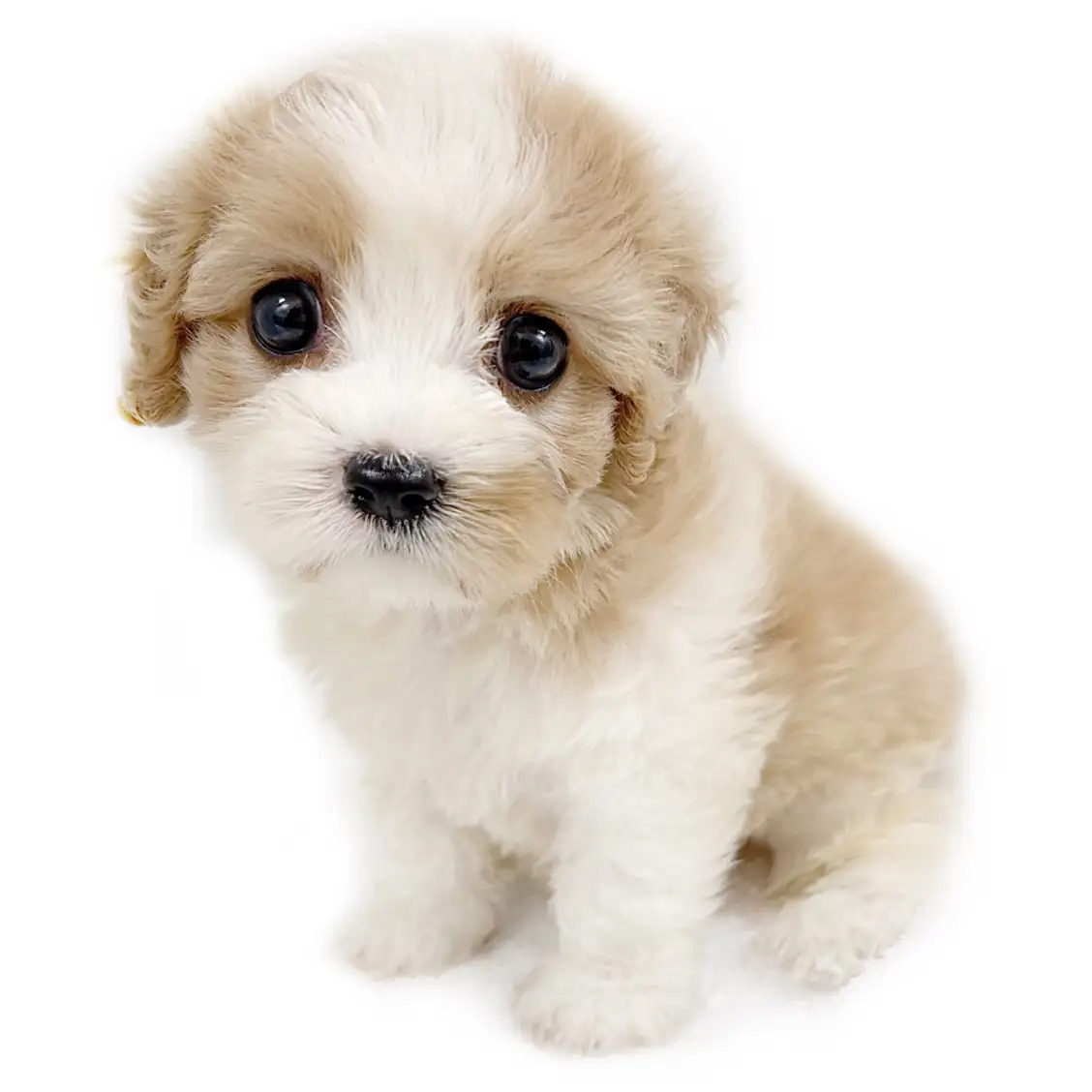 MIX(キャバリアキングチャールズスパニエル×ビションフリーゼ)