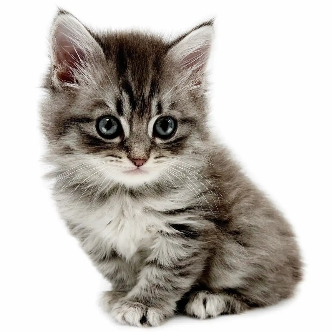 ブリティッシュロングヘア