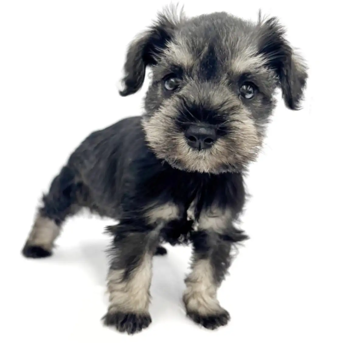 ミニチュア・シュナウザー