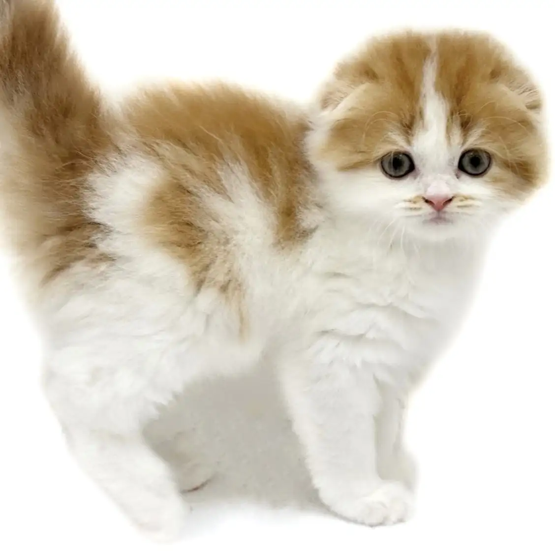 スコティッシュフォールド