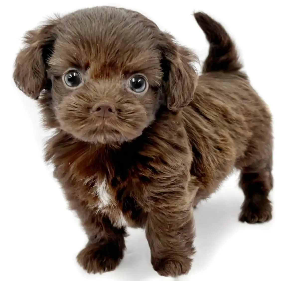 MIX（チワワ×トイプードル）