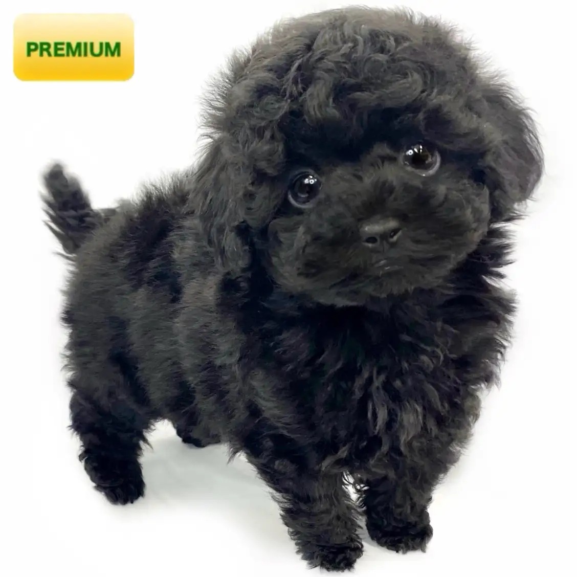 トイ・プードル