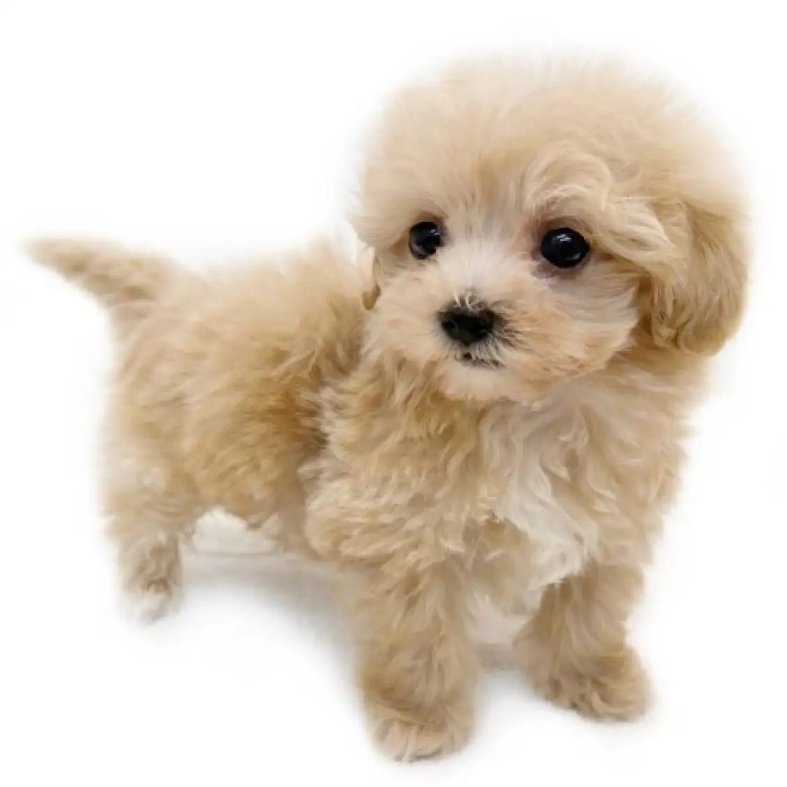 MIX(トイプードル×マルチーズ)