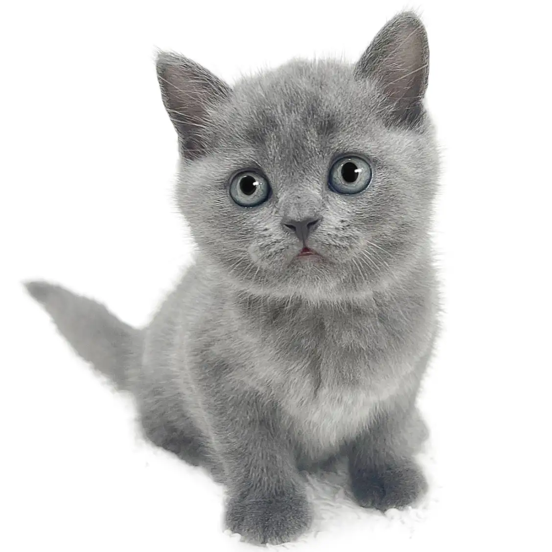 ブリティッシュショートヘア