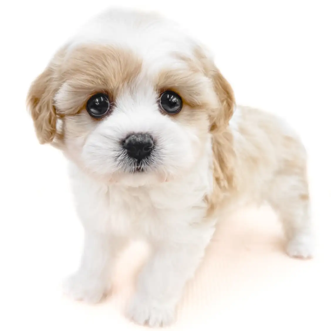 MIX（キャバリアキングチャールズスパニエル×ビションフリーゼ）