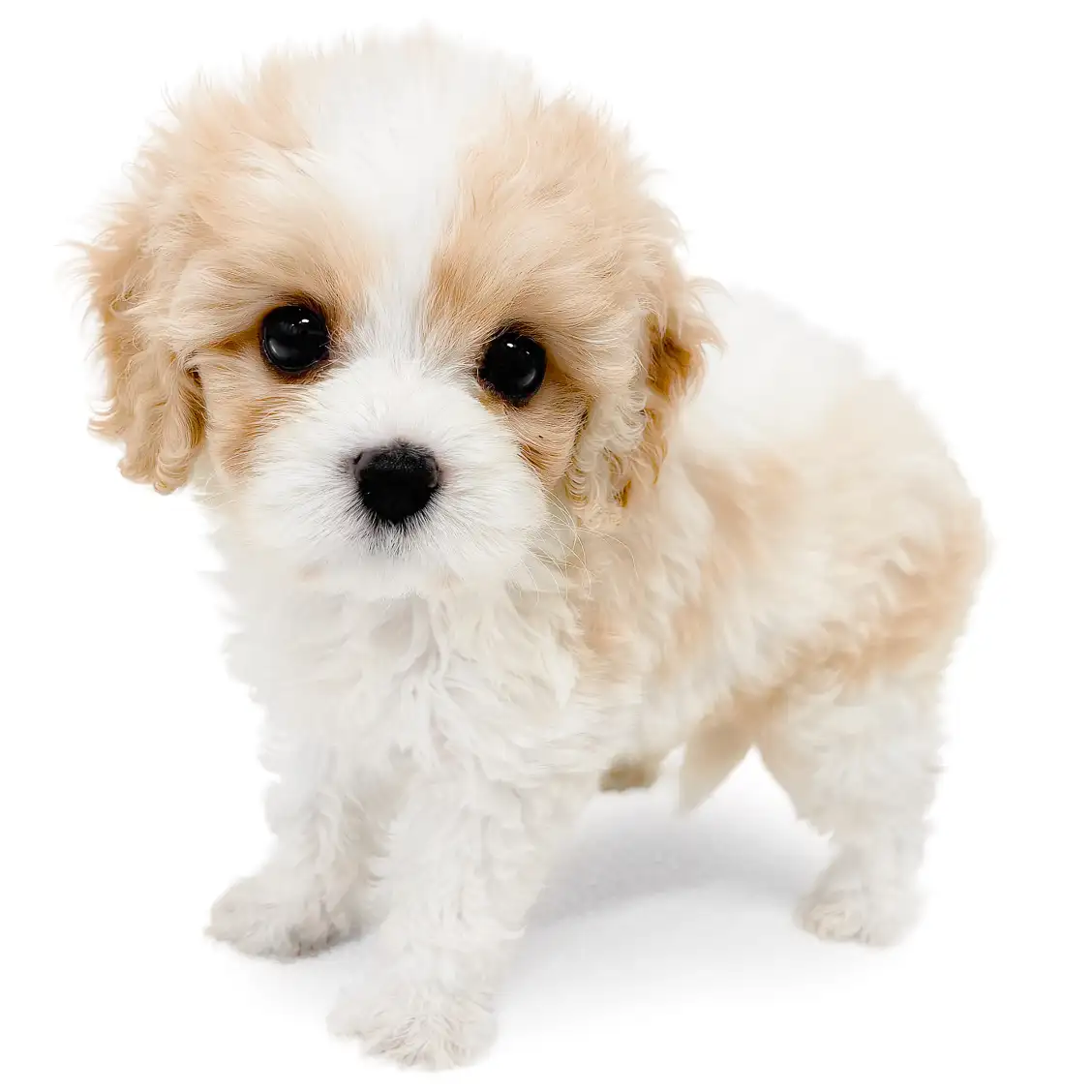 MIX(キャバリアキングチャールズスパニエル×ビションフリーゼ)