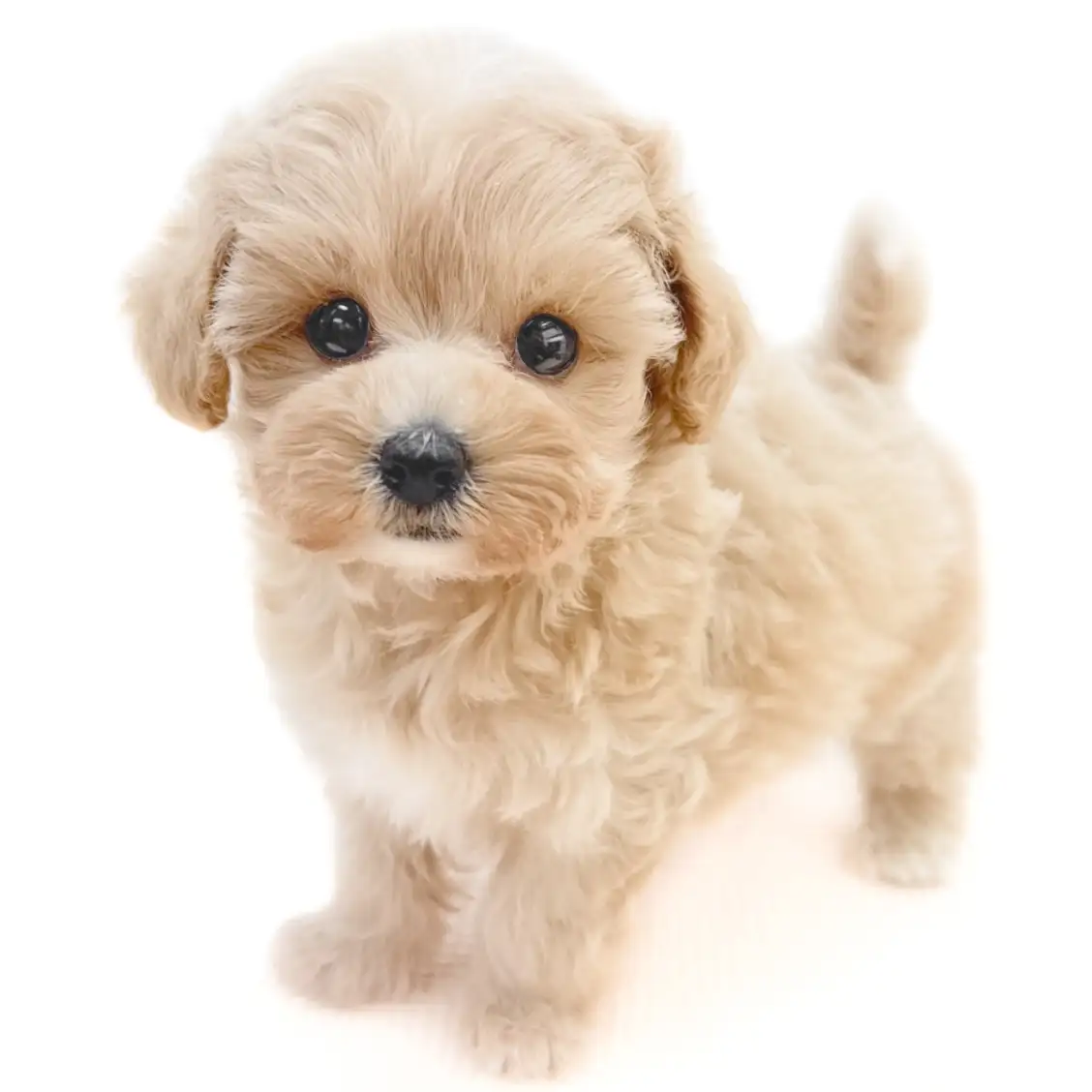 MIX(マルチーズ×トイプードル)