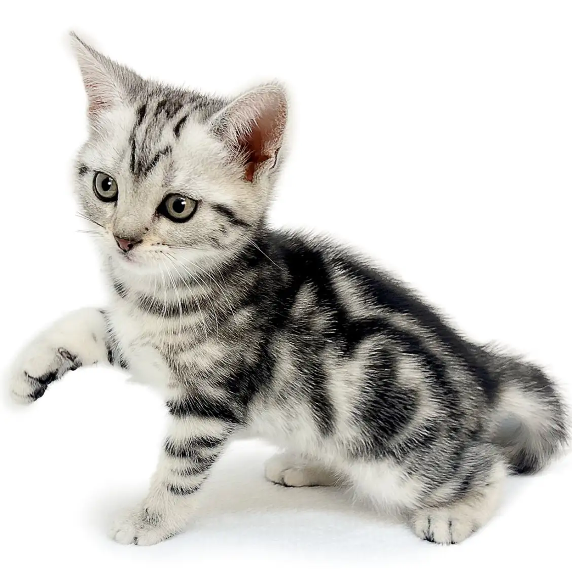 アメリカンショートヘア