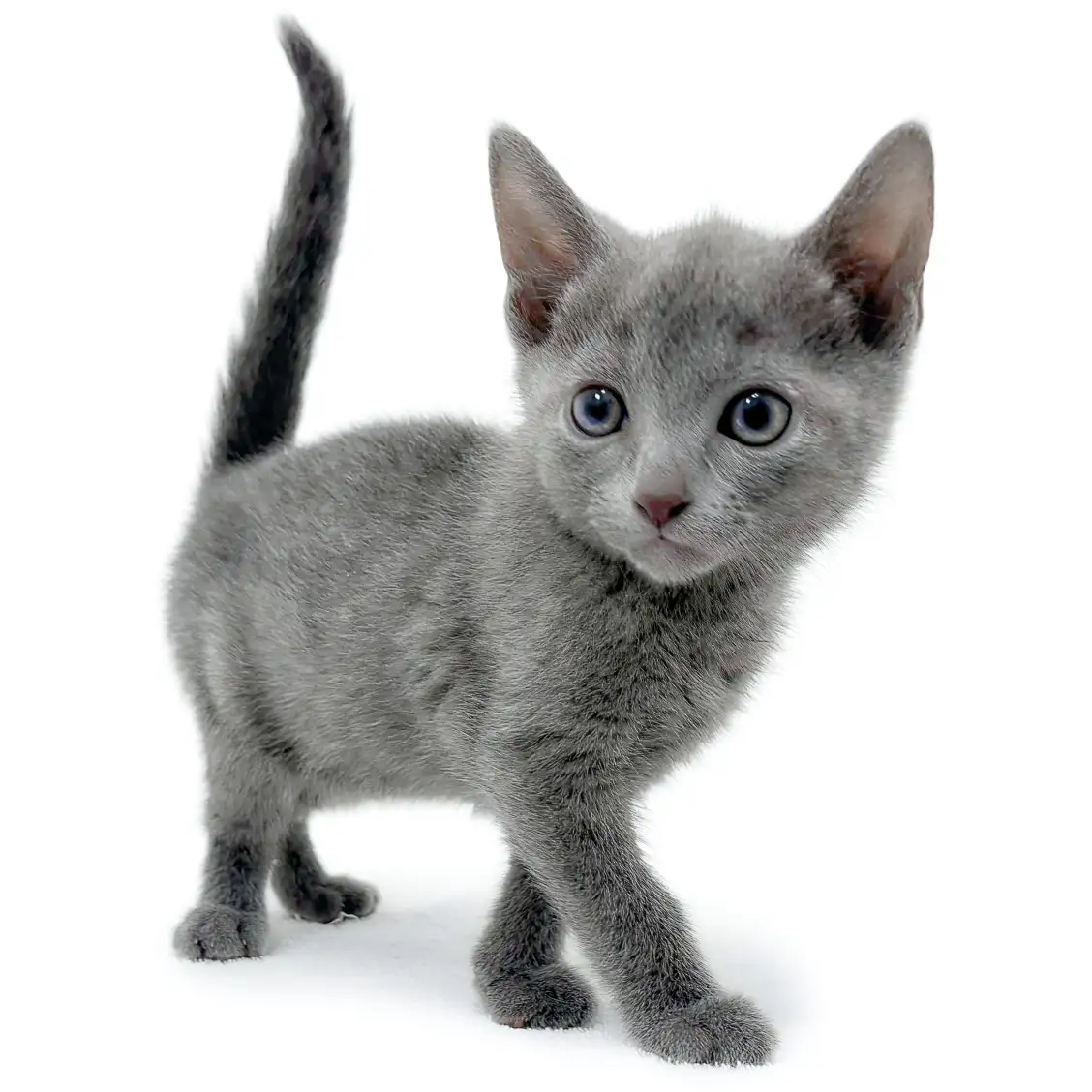 ロシアンブルー