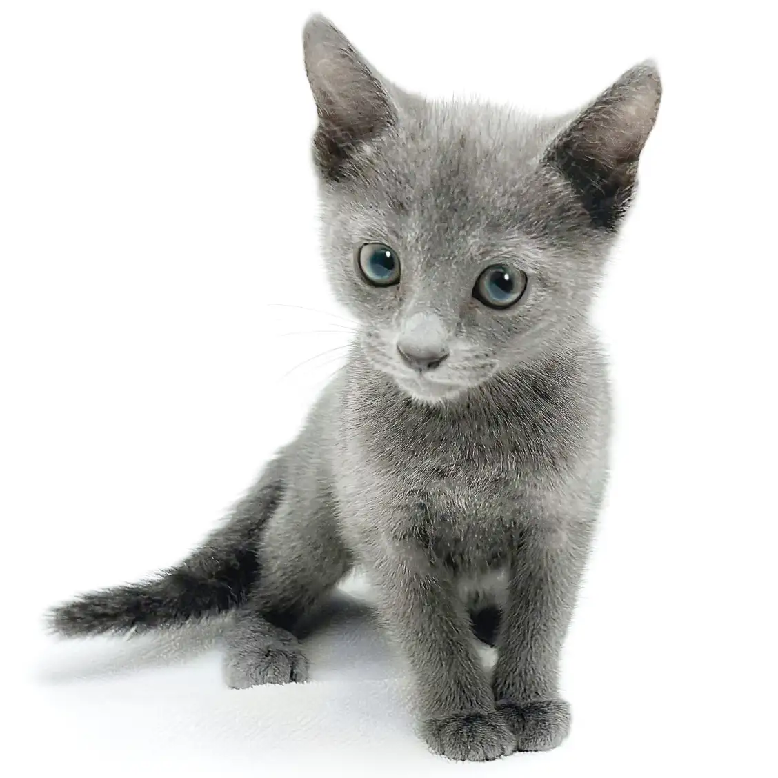 ロシアンブルー