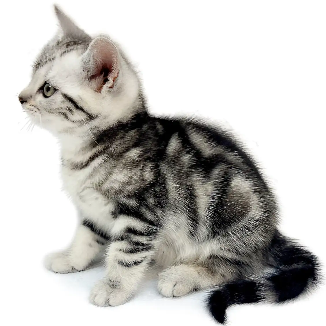 アメリカンショートヘア