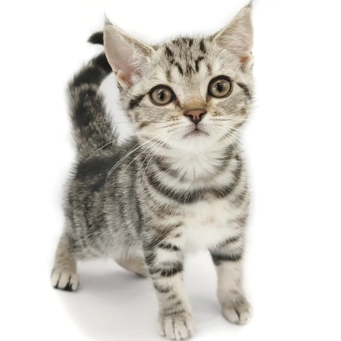 アメリカンショートヘア