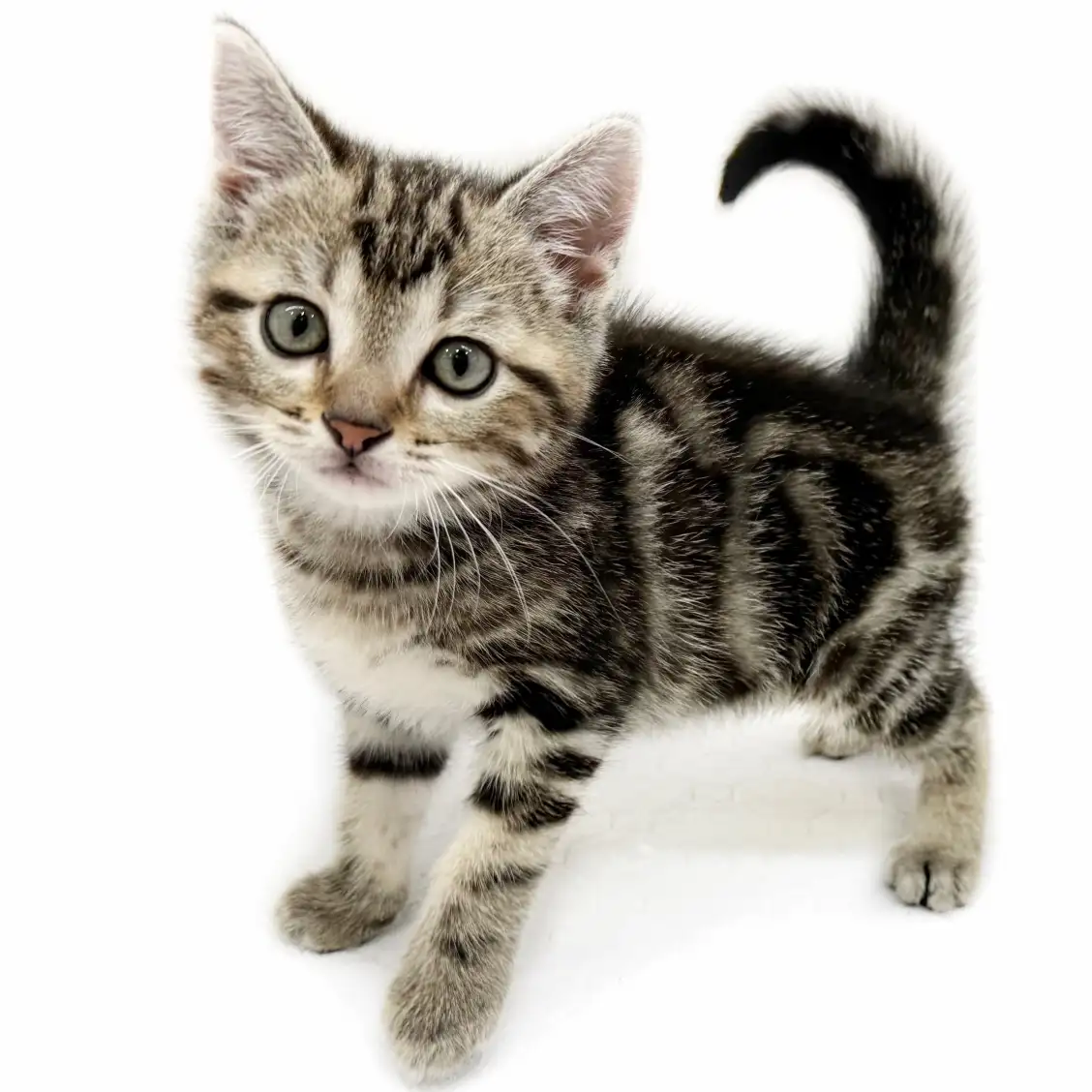 アメリカンショートヘア