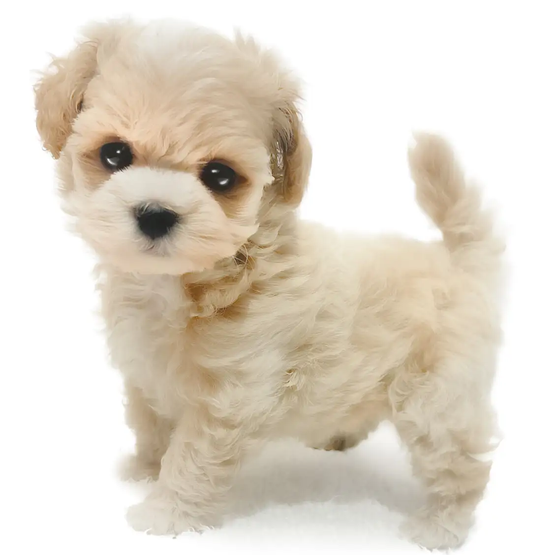 MIX（トイプードル×マルチーズ）