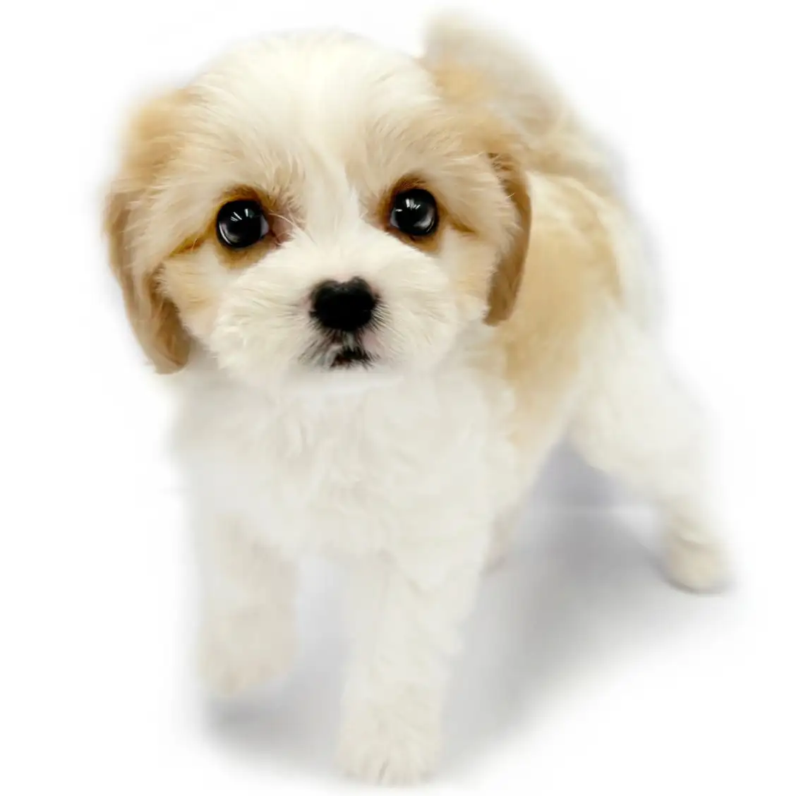 MIX(キャバリアキングチャールズスパニエル×ビションフリーゼ)