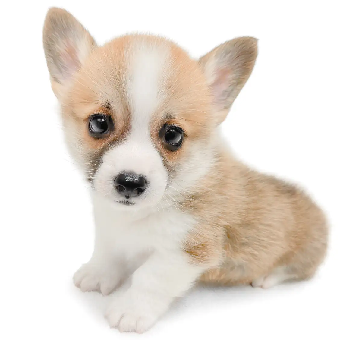 ウェルシュコーギーペンブローク