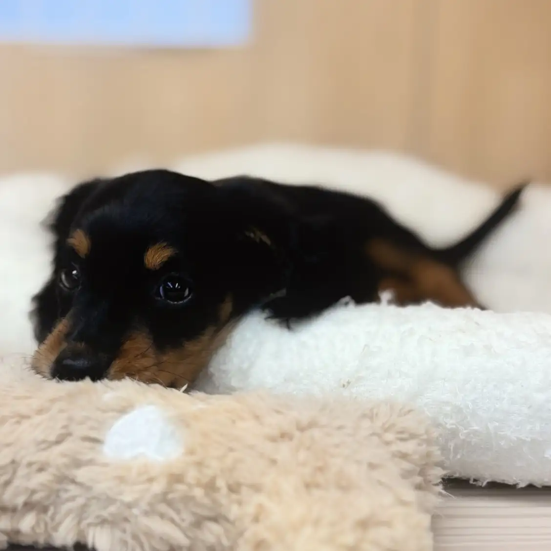 ミニチュア・ダックスフント