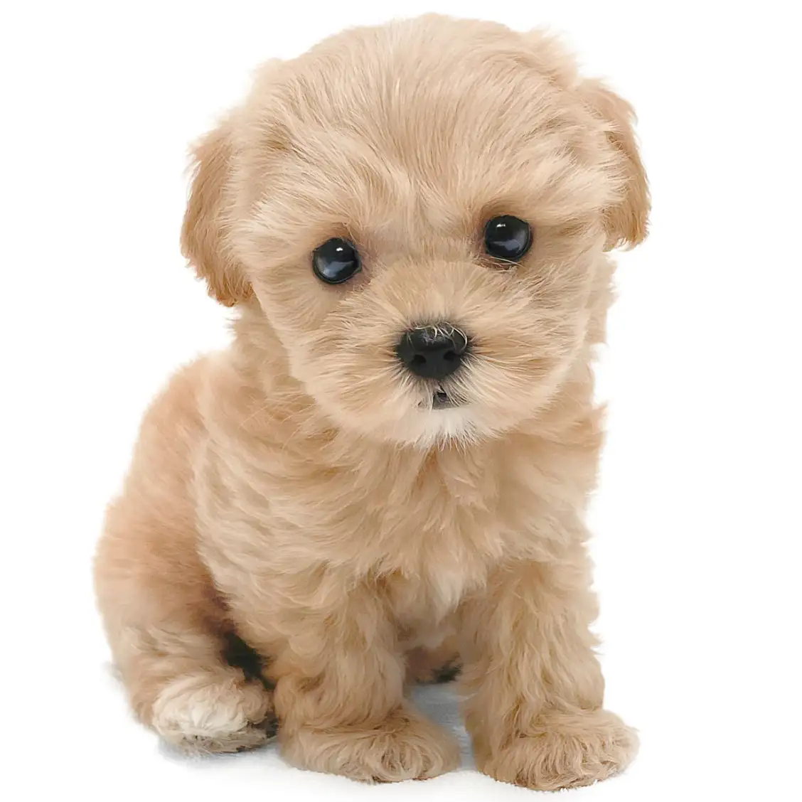 MIX(マルチーズ×トイプードル)