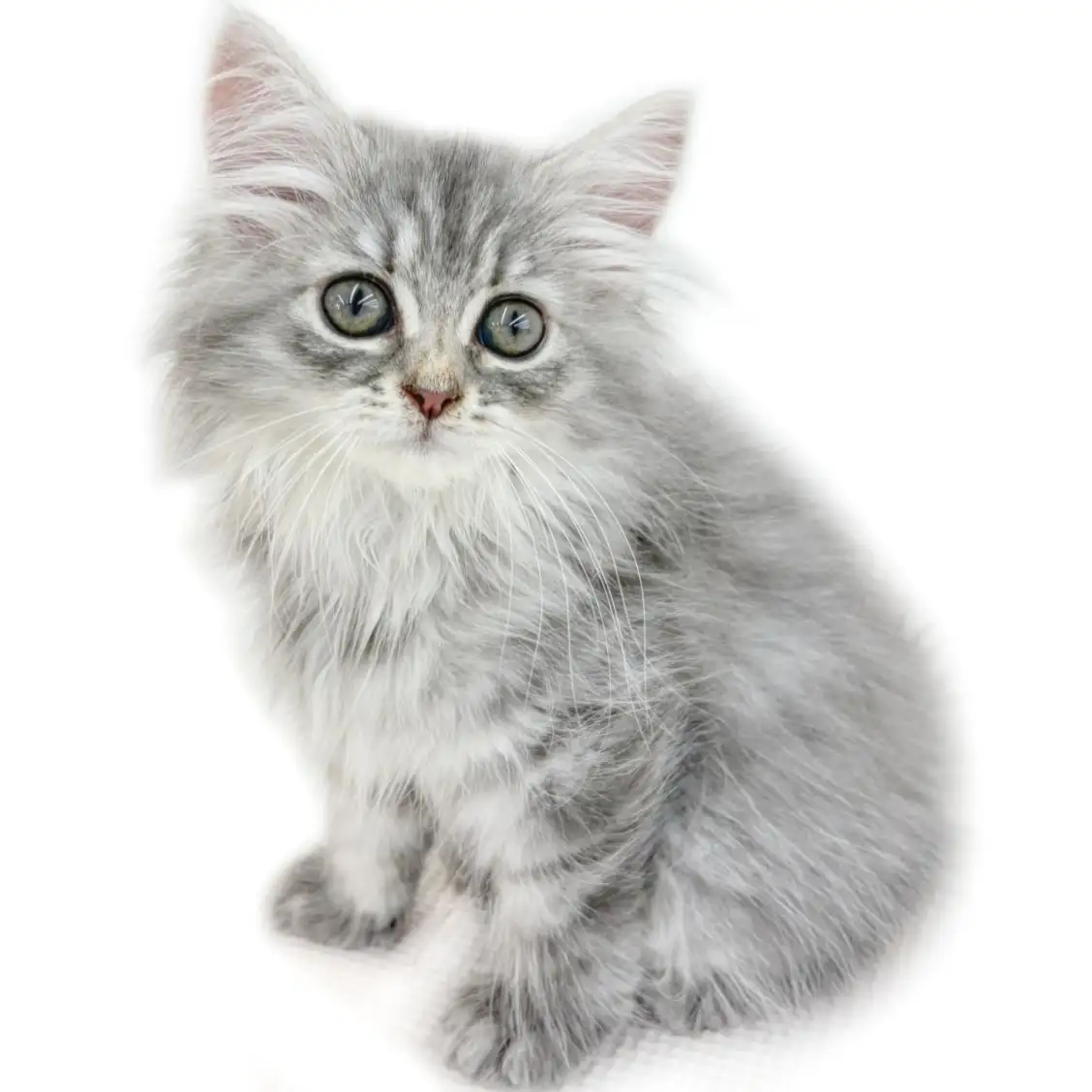 ノルウェージャンフォレストキャット