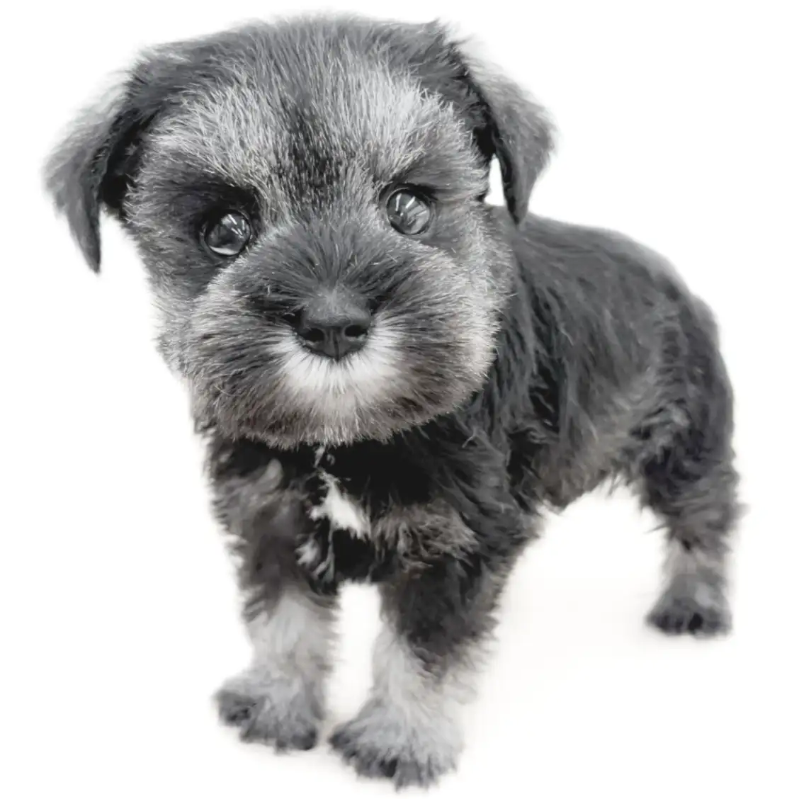 ミニチュア・シュナウザー