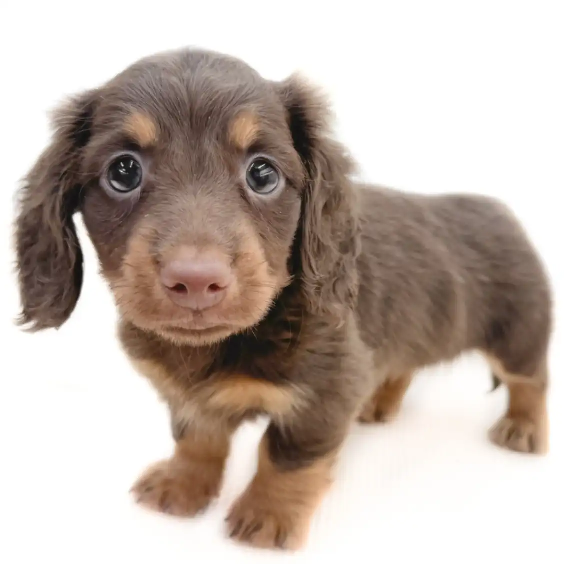 ミニチュア・ダックスフント