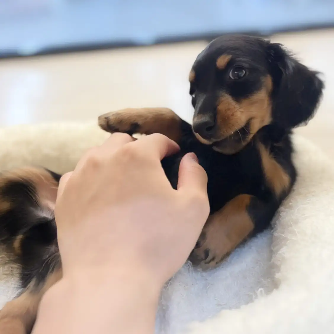 ミニチュア・ダックスフント