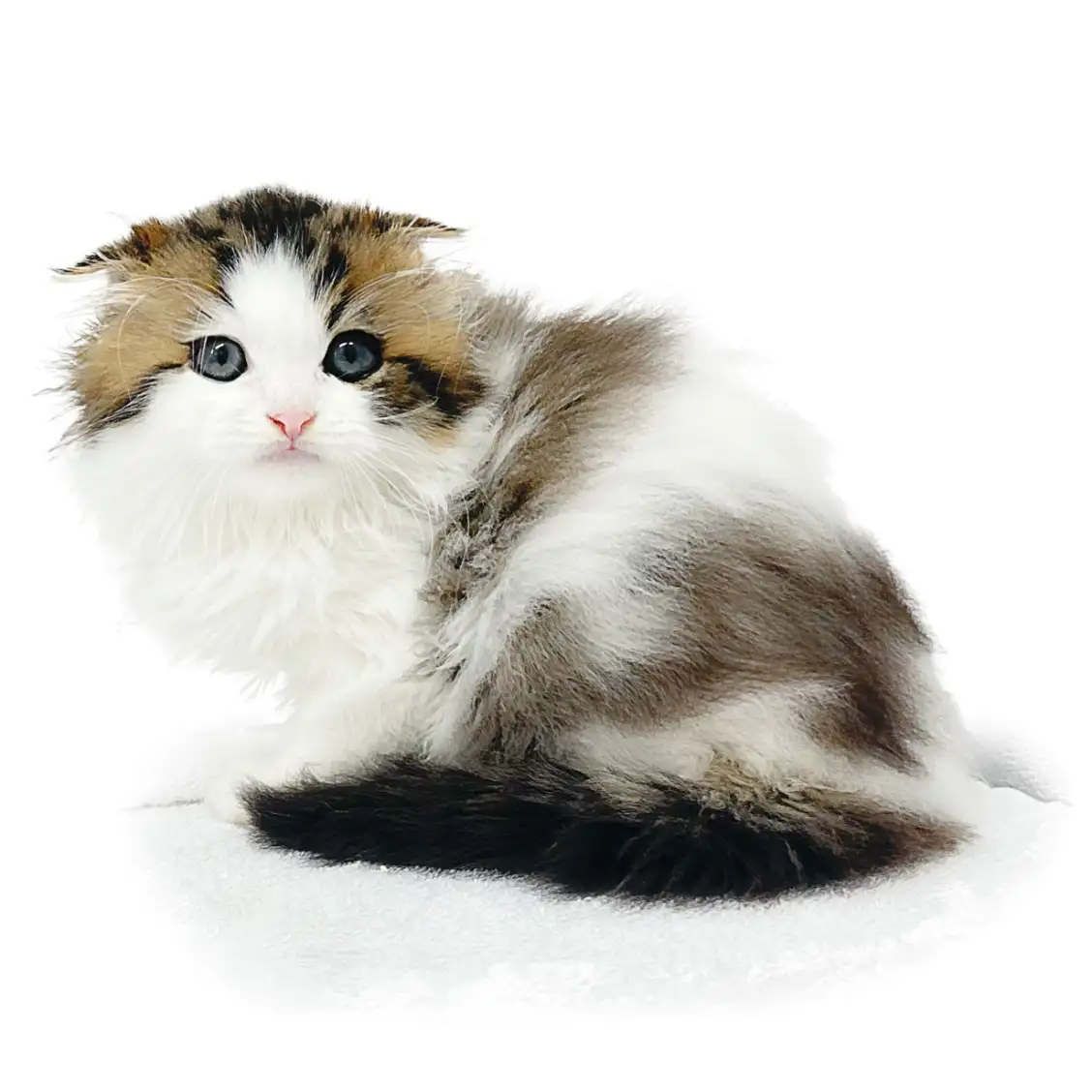 スコティッシュフォールド