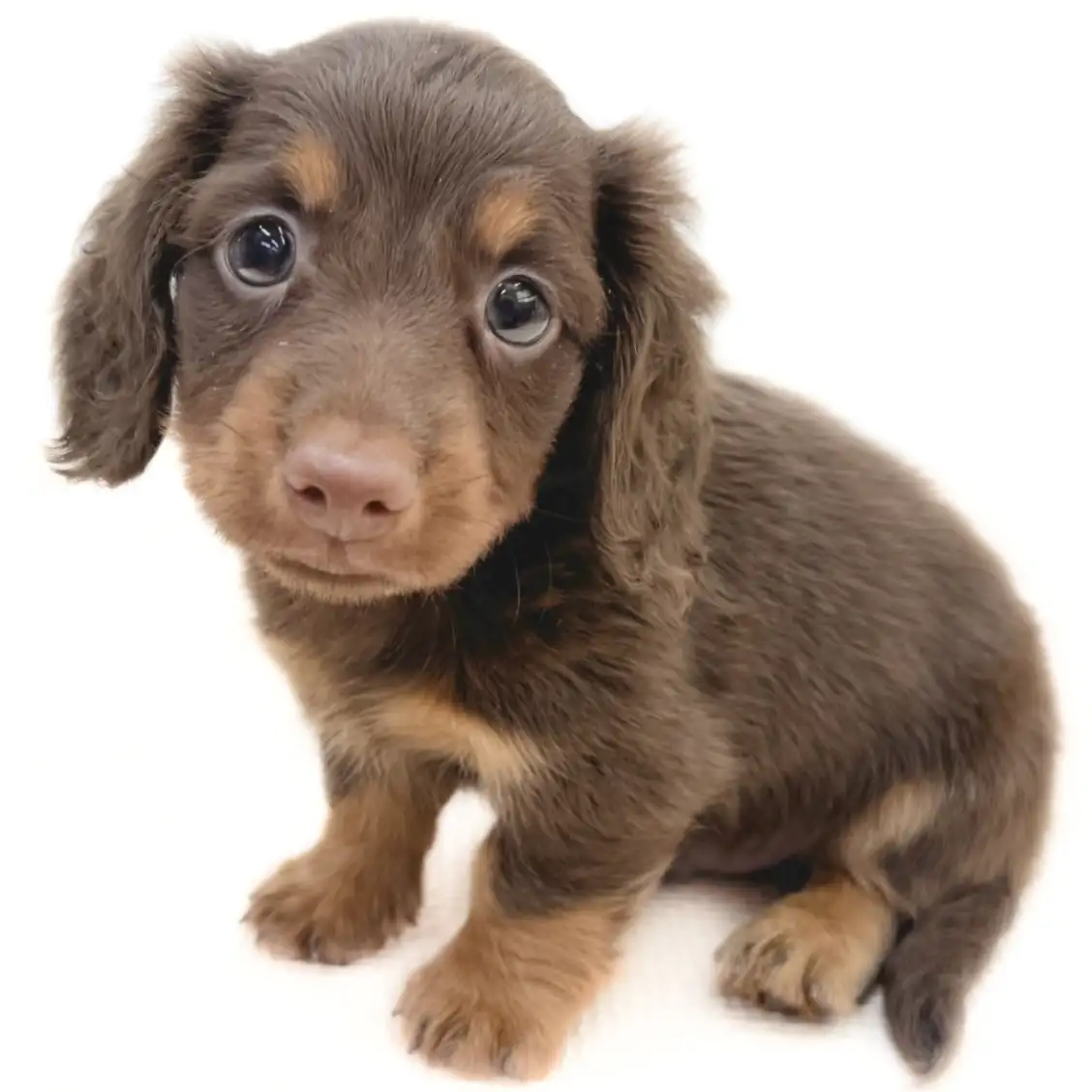 ミニチュア・ダックスフント