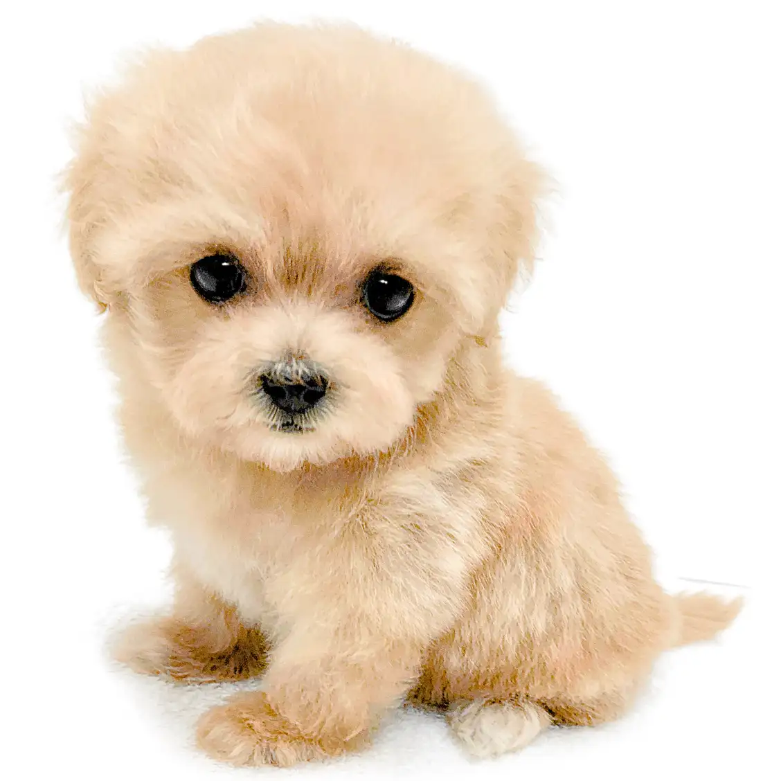 MIX（マルチーズ×トイプードル）