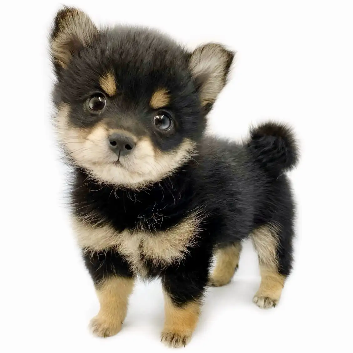 MIX（ポメラニアン×豆柴）