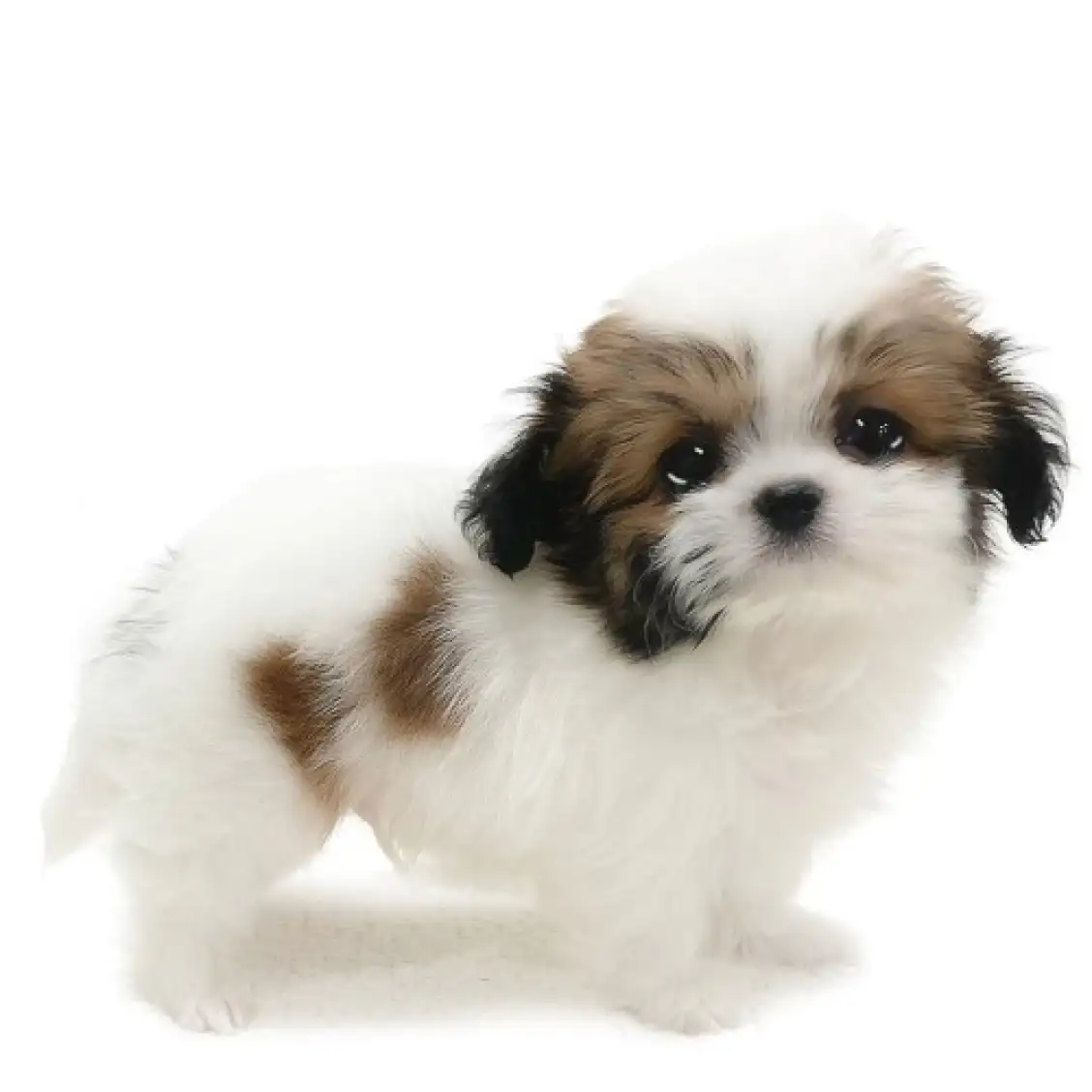 MIX（チワワ×シーズー）