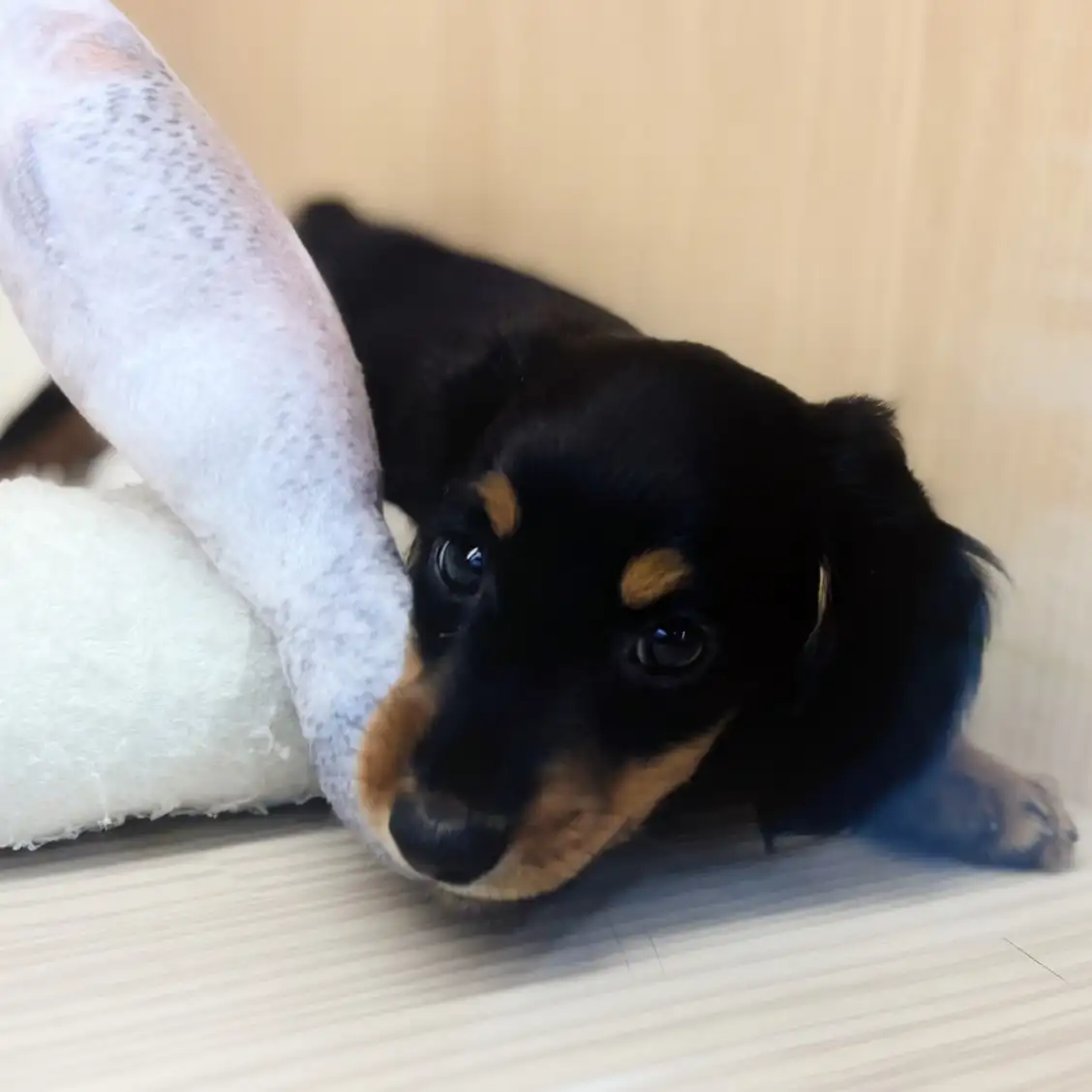 ミニチュア・ダックスフント