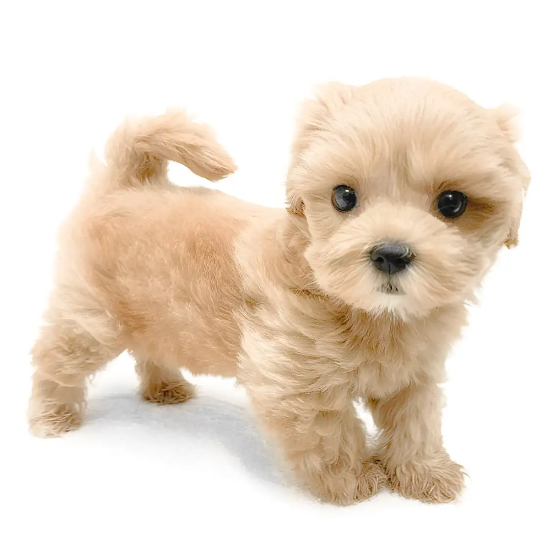 MIX(マルチーズ×トイプードル)