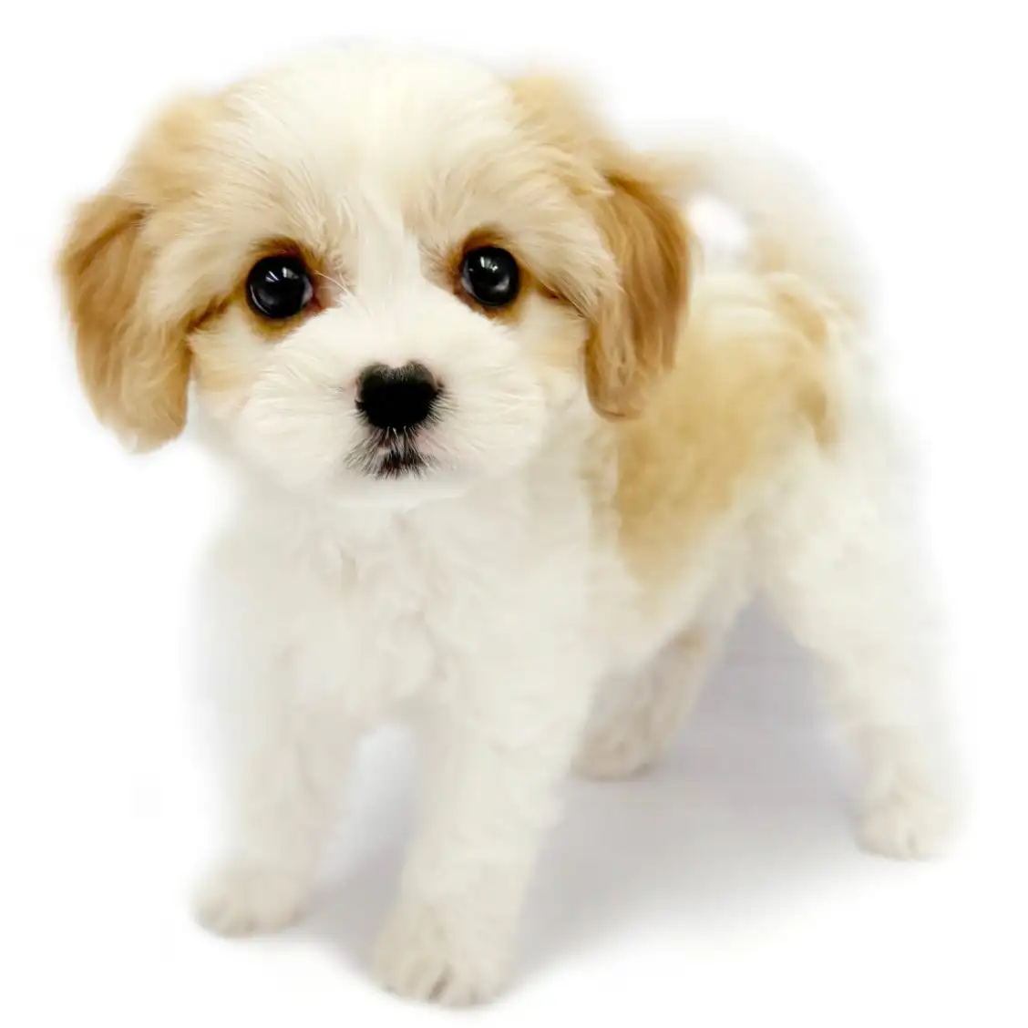 MIX(キャバリアキングチャールズスパニエル×ビションフリーゼ)