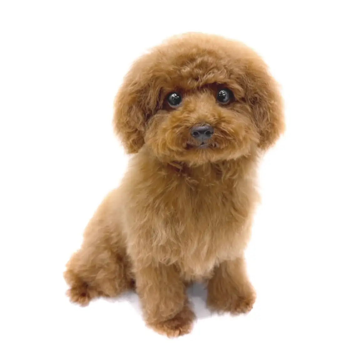 トイ・プードル