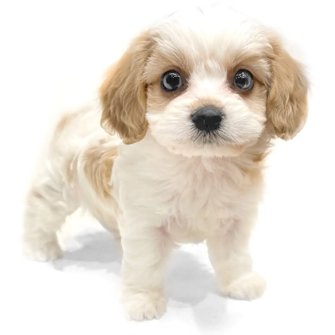 MIX(ビションフリーゼ×キャバリアキングチャールズスパニエル)