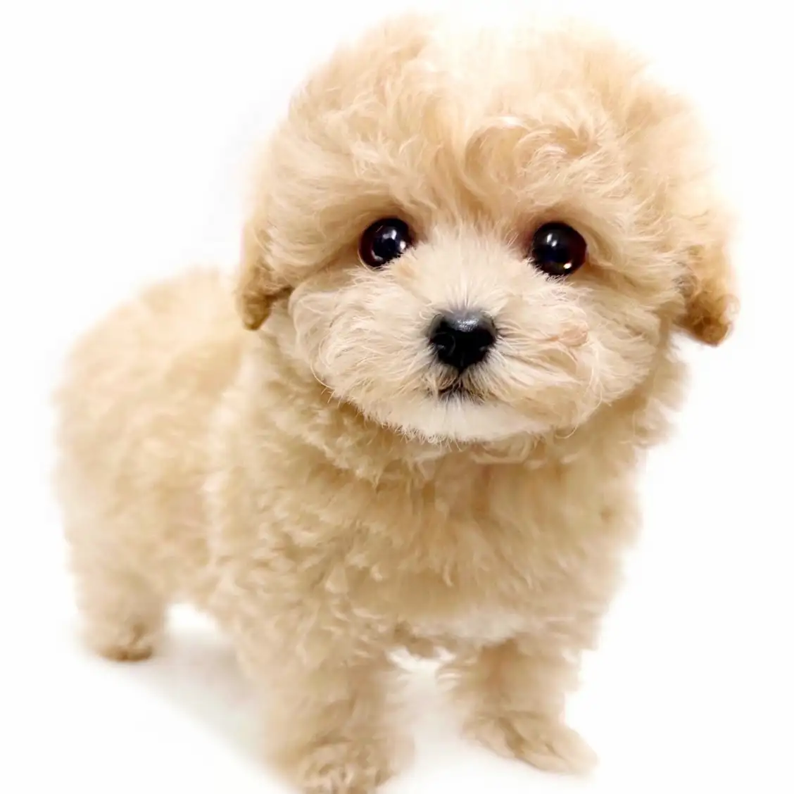 MIX（トイプードル×マルチーズ）