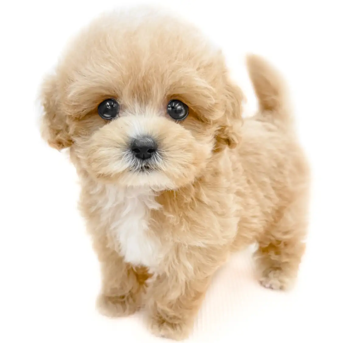 MIX(マルチーズ×トイプードル)