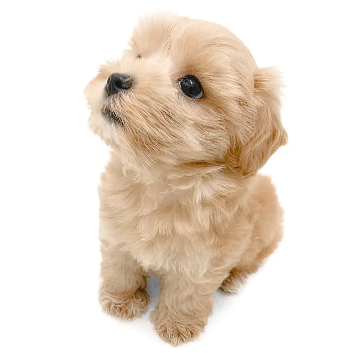 MIX(マルチーズ×トイプードル)