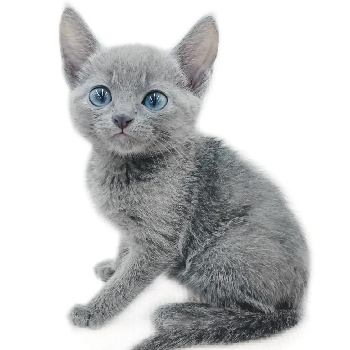 ロシアンブルー