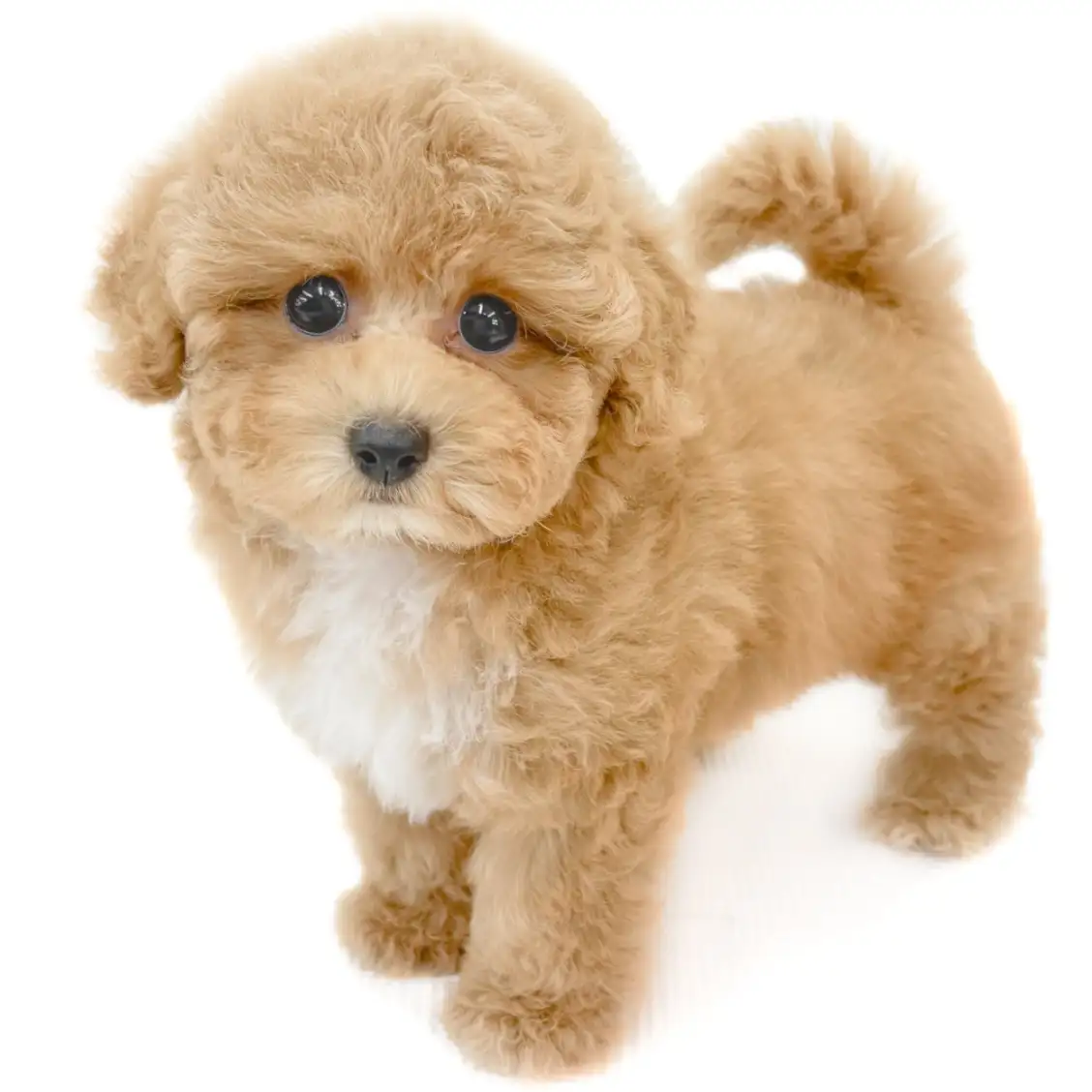 トイ・プードル