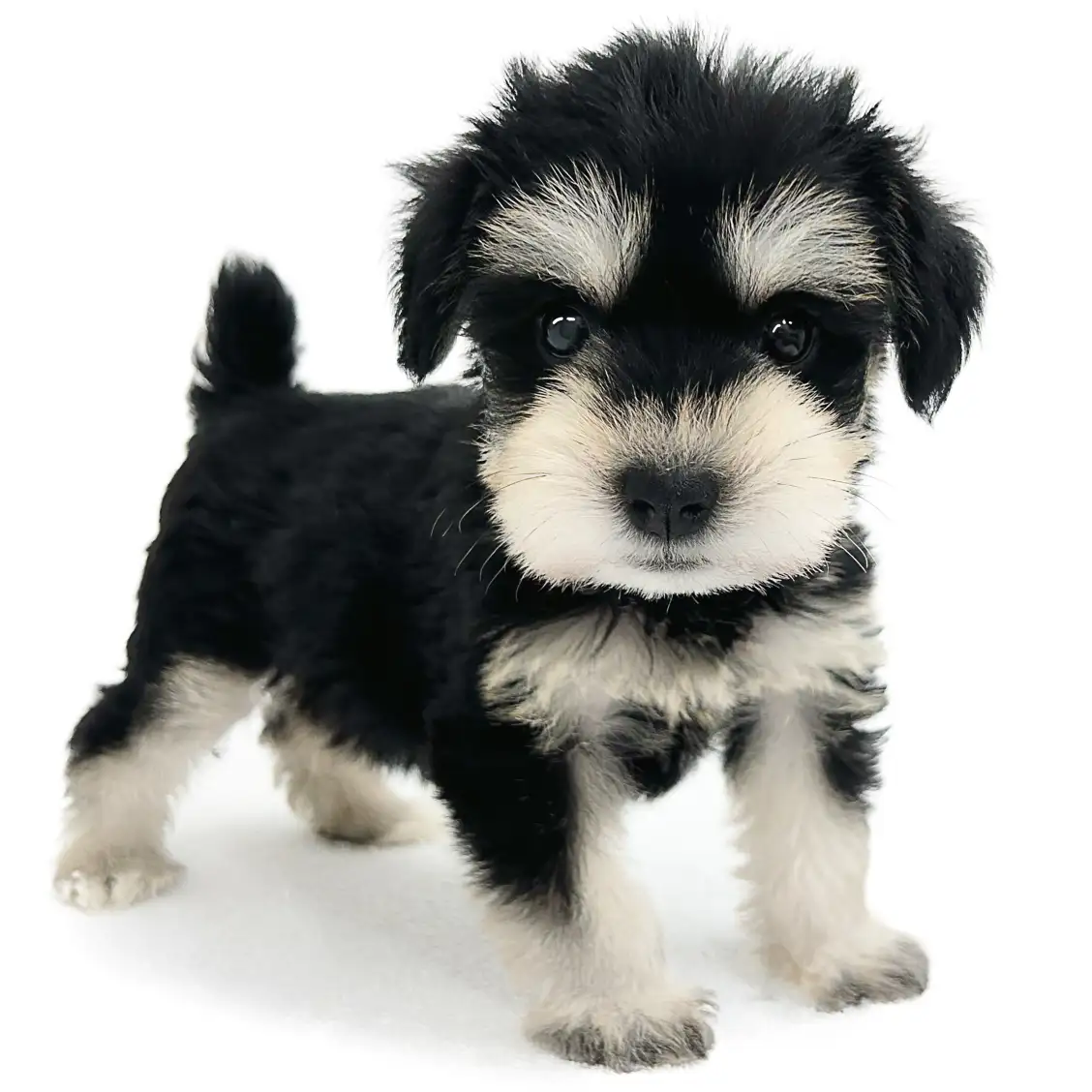 ミニチュア・シュナウザー